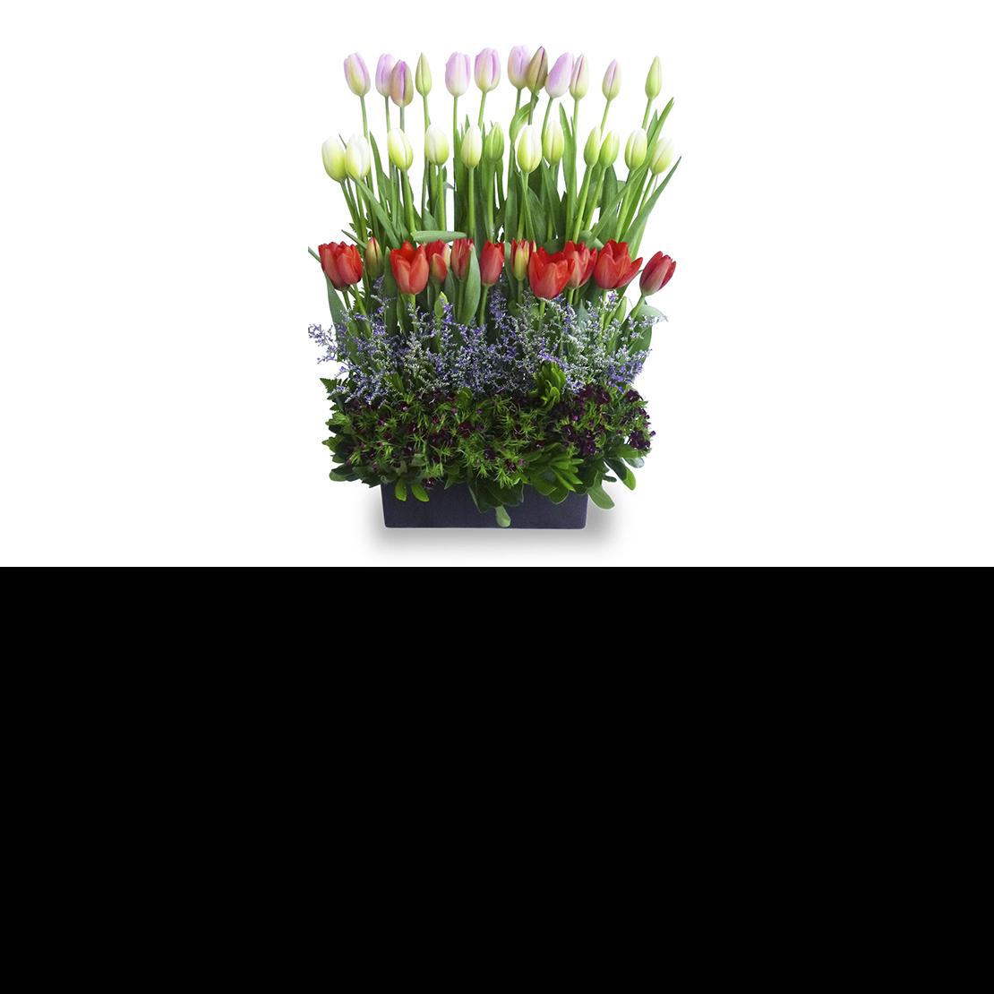 Arreglo Terraza Holandesa 30 Tulipanes color mixto – Trento Floreria  Boutique