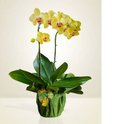 Orchidea gialla