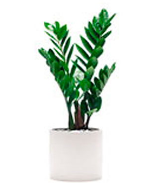 Single plant Zamioculcas