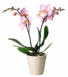 Single Plant Phalaenopsis