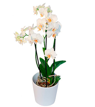 Orchid Plant w/pot