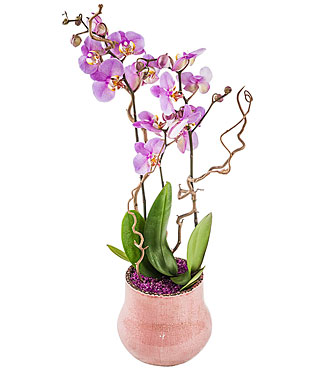 Decorated Orchid -Plant