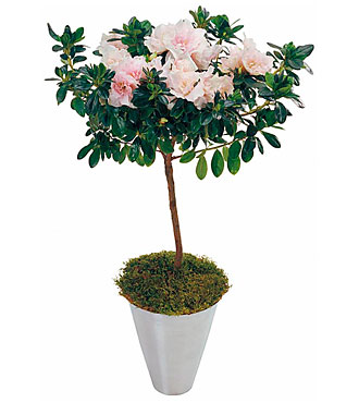 Azalea Plant