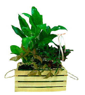 Green Plant Arrangement