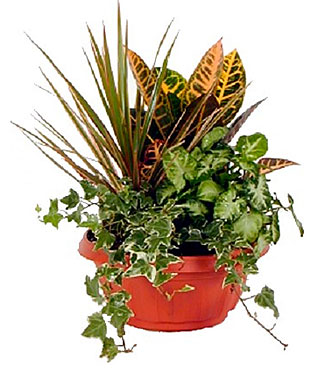Green Dishgarden Plant Ar