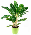 Green Plant in flowerpot