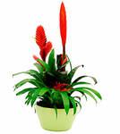 Bromelias Plant