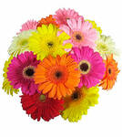 Gerbera Bunch Mixed