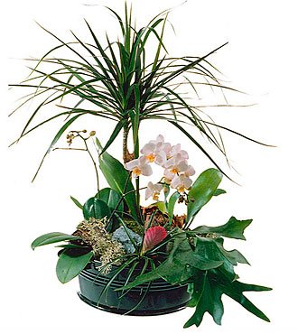 Elegant Plant Arrangement