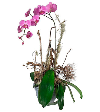 Noble Orchid (Plant)