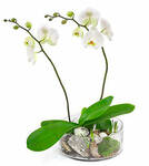 2-Stemmed Orchid in Glass