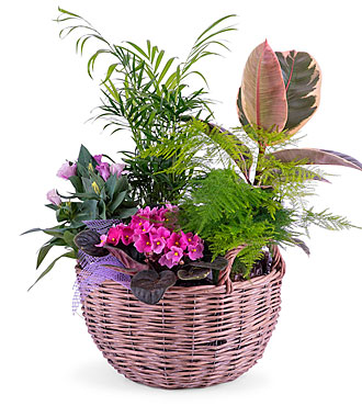 Centerpiece of Plants