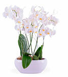 Centerpiece of white Phal