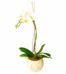 Orchid In Ceremic Vase (S