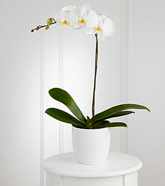 White Orchid Planter