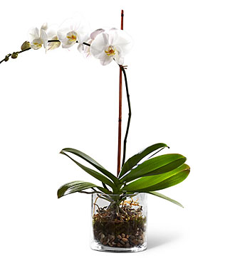 FTD White Orchid Planter