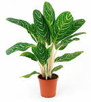 Single Plant