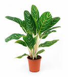 Single Plant