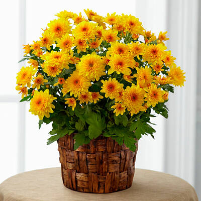 Chrysanthemum