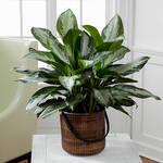 Chinese Evergreen